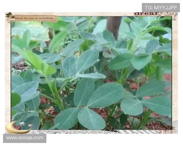 全面解析四季安全可靠的登山装备选择与实用搭配策略深度指南大全